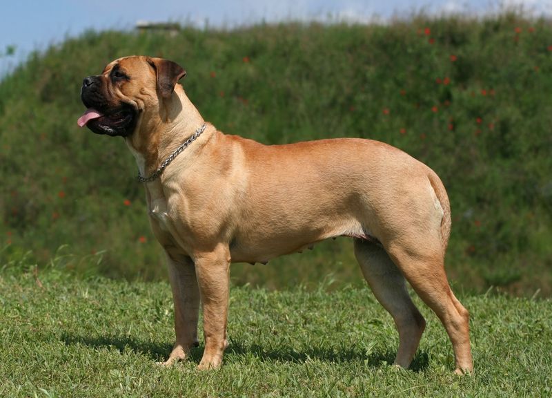 Mastiff