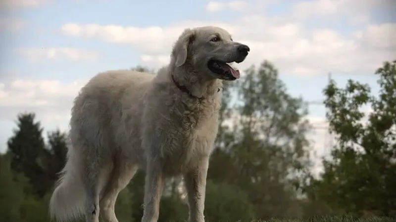 Kuvasz