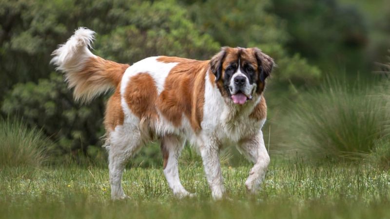 Saint Bernard