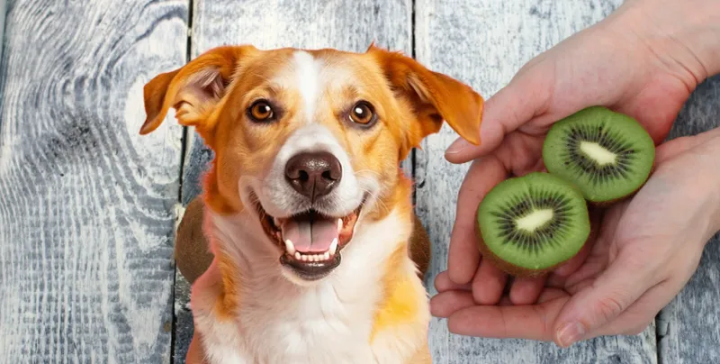 Kiwi