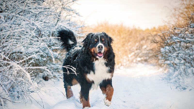 First Snowfall