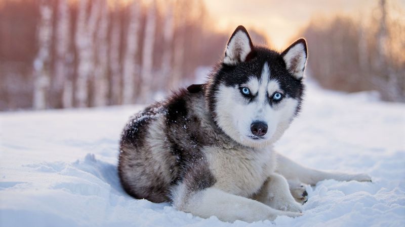Loyal Through Adversity