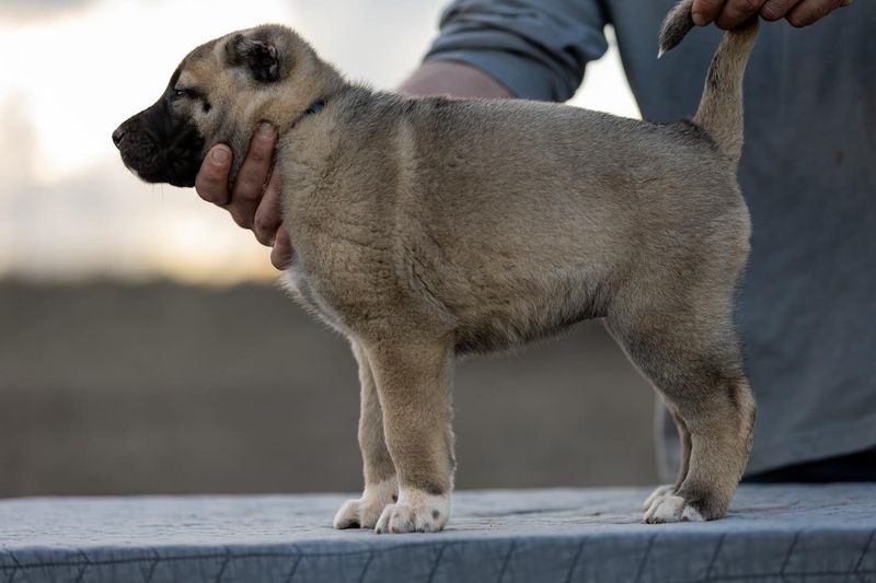 Kangal Shepherd Dog