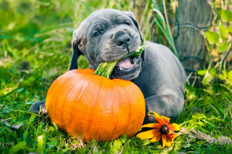 Pumpkin