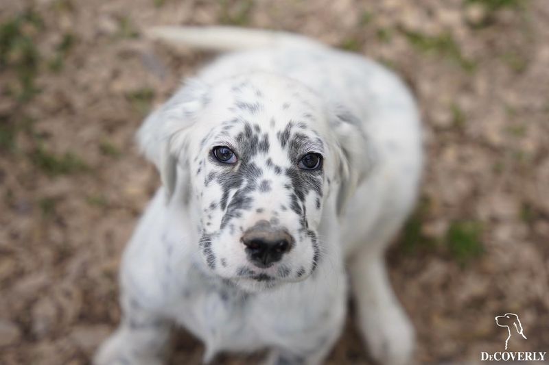 English Setter