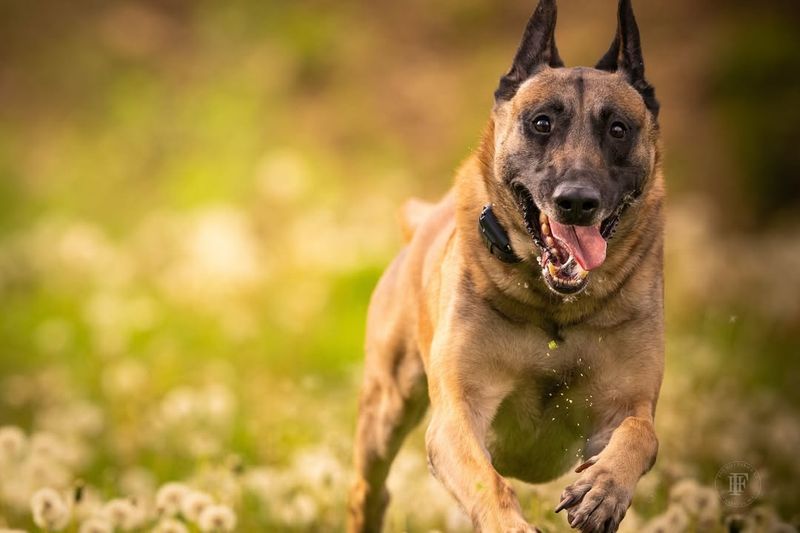 Belgian Malinois