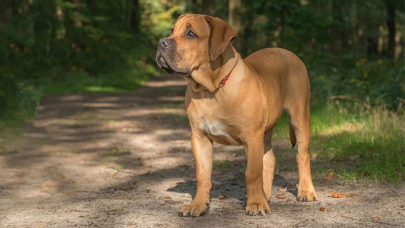 Boerboel