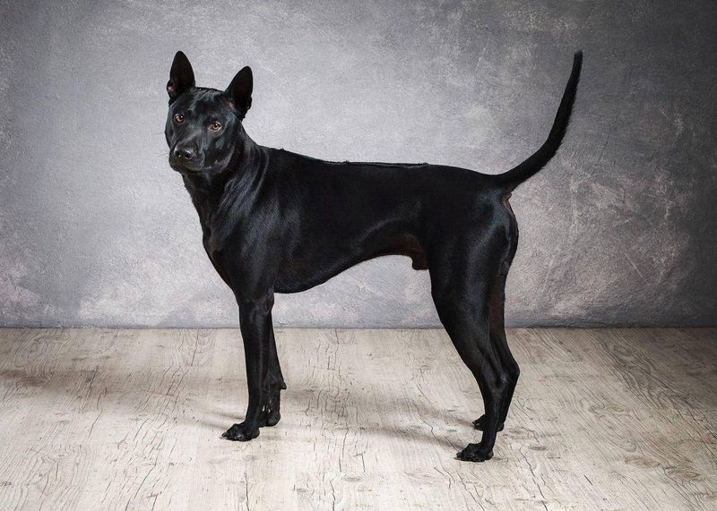 Thai Ridgeback