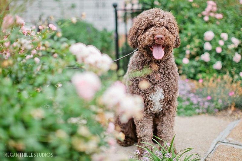 Lagotto Romagnolo