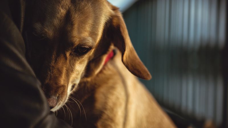 Dogs' Social Support Networks