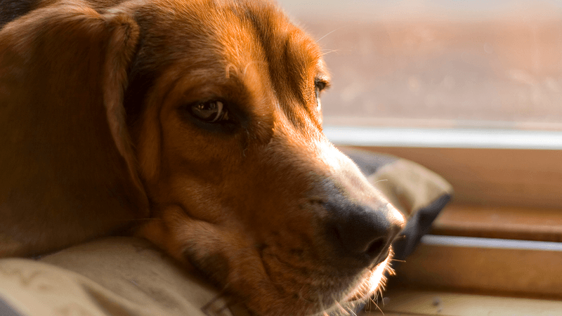 Dogs' Need for Routine