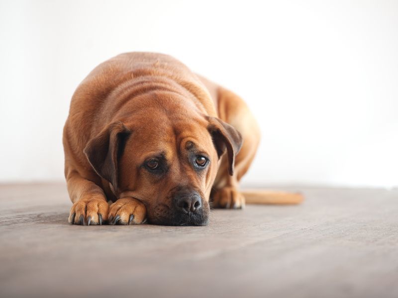 Dogs' Overt Vocalization