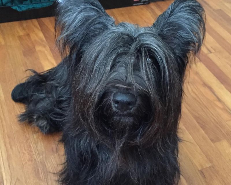 Skye Terrier