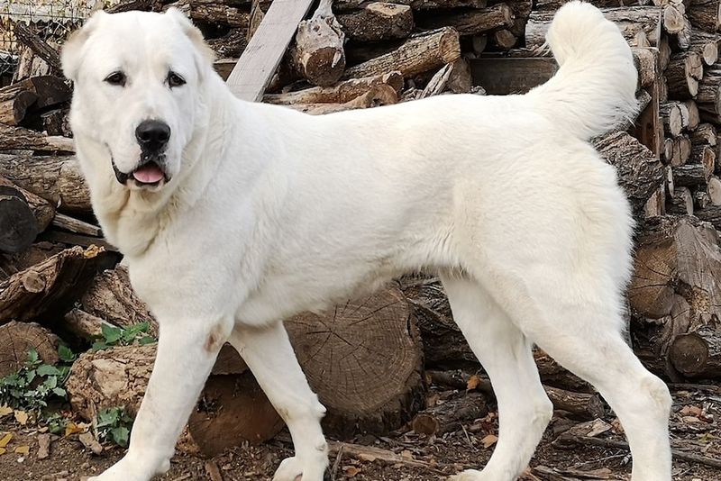 Alabai (Central Asian Shepherd Dog)