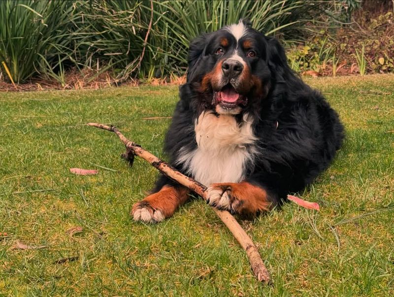 Bernese Mountain Dog