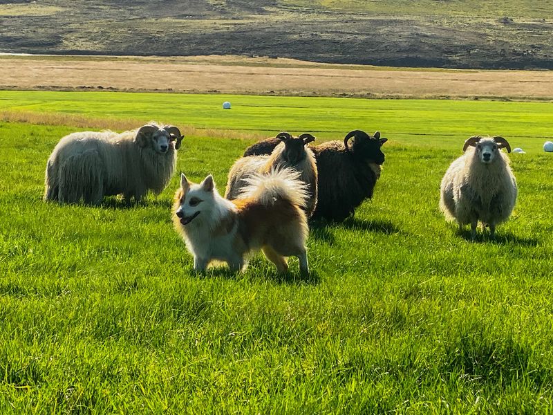 Icelandic Sheepdog