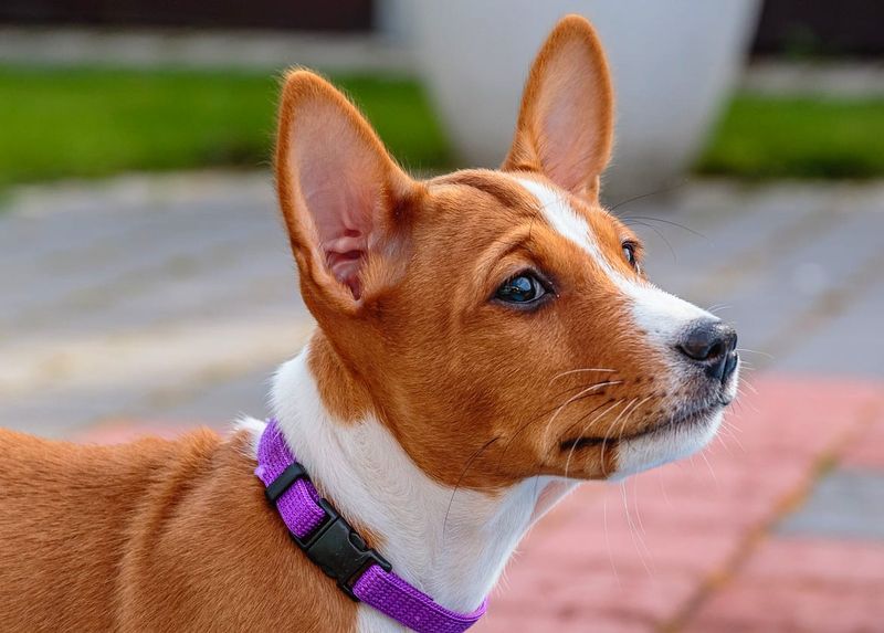 Basenji