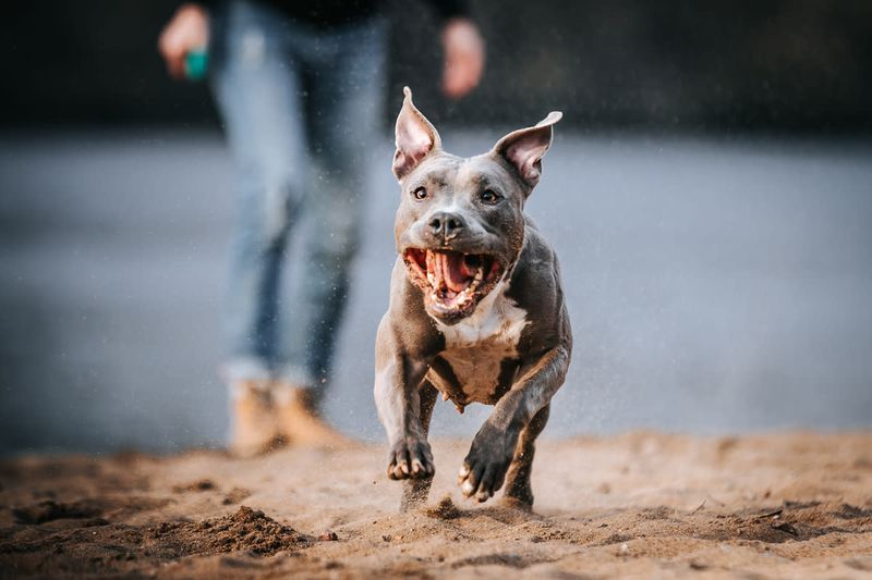 Joyful Zoomies