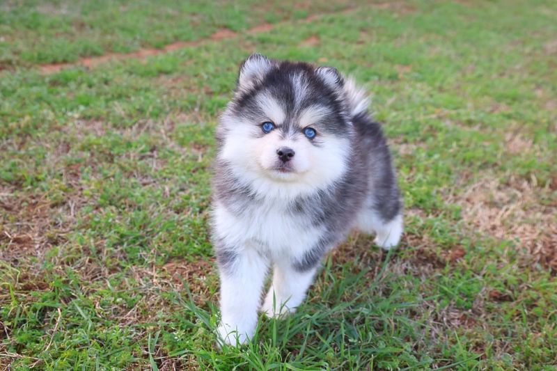 Pomsky