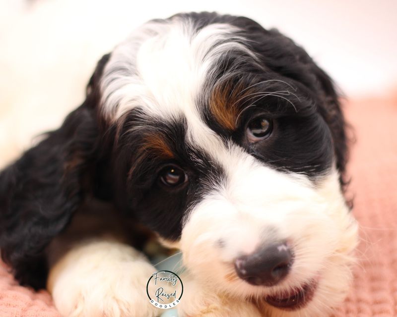 Springerdoodle