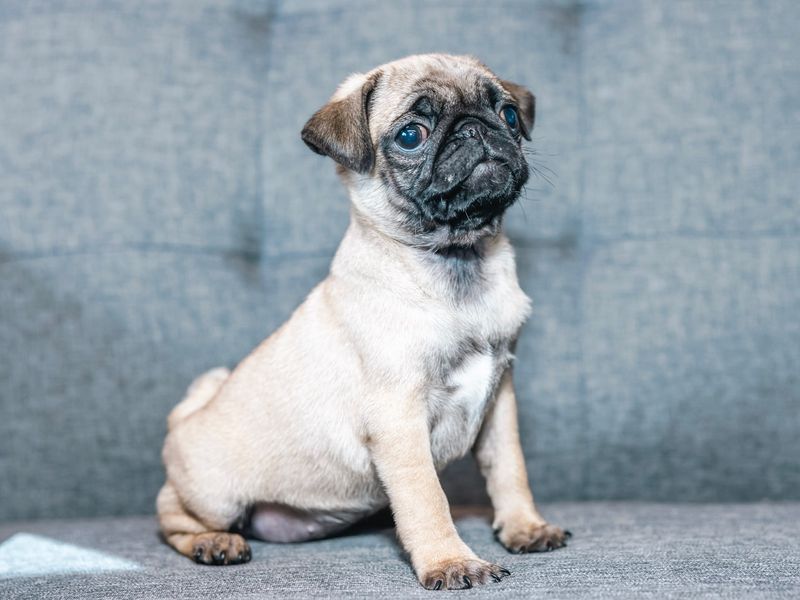 Pug