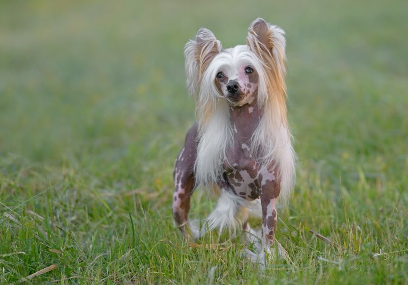 Chinese Crested