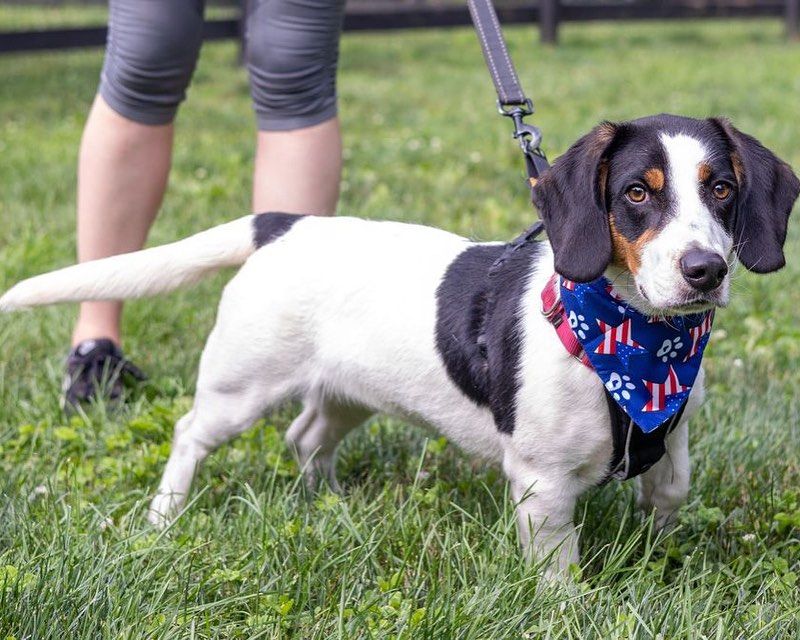 Basset Hound