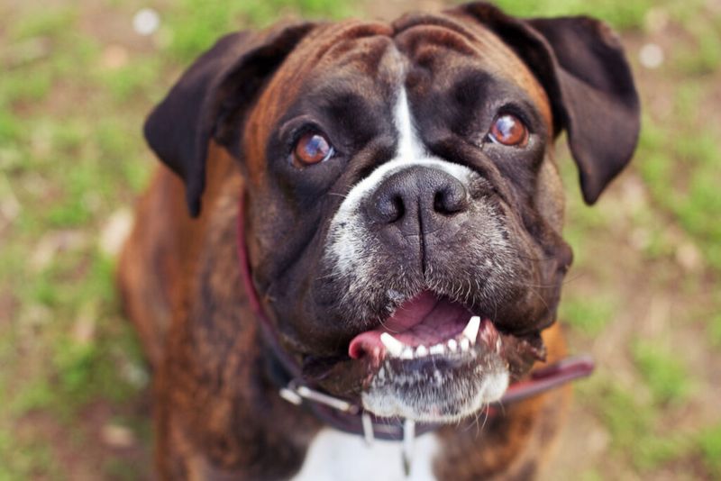 Boxer