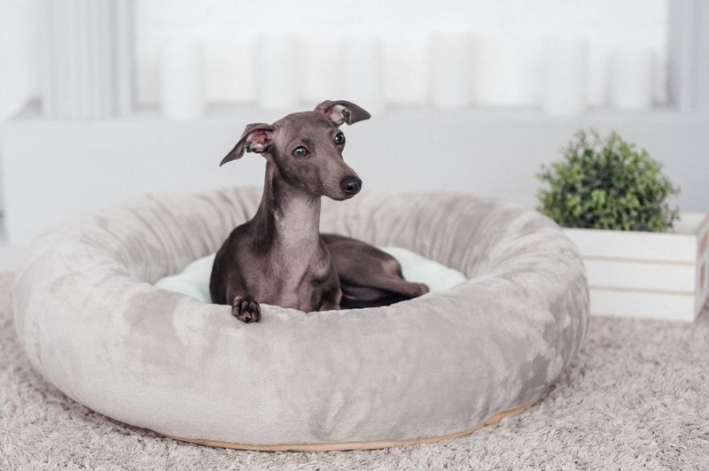 Italian Greyhound