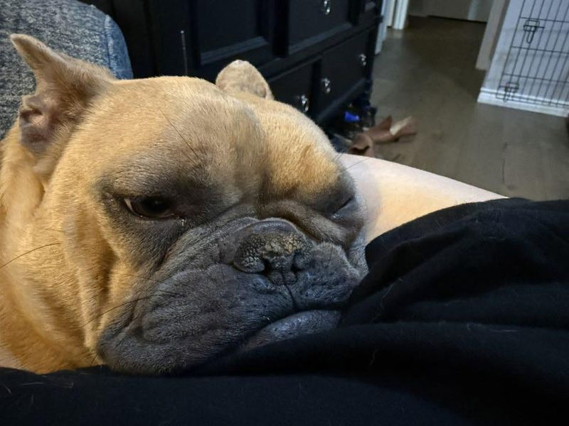 Bulldog