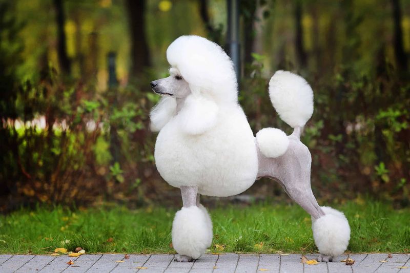 Poodle