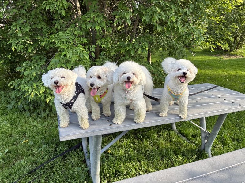 Bichon Frise