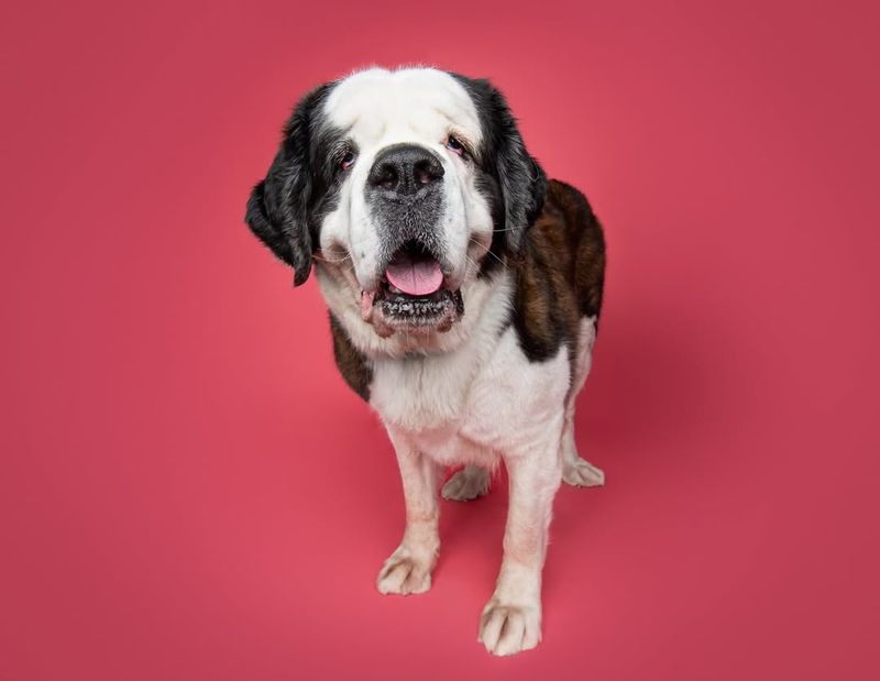 Saint Bernard