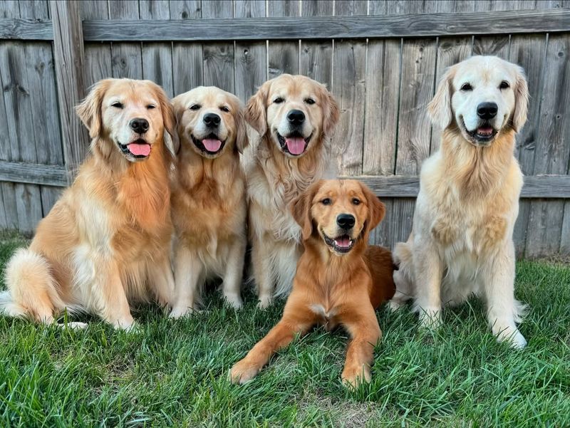 Golden Retriever