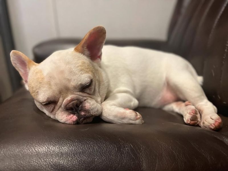 French Bulldog