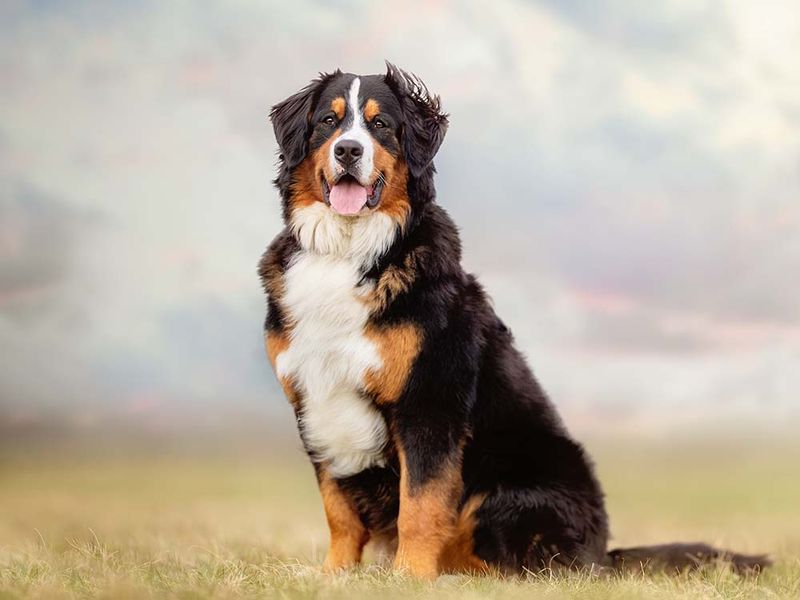 Bernese Mountain Dog