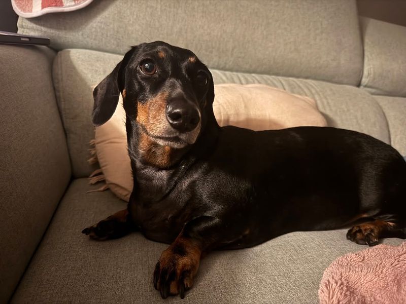 Dachshund