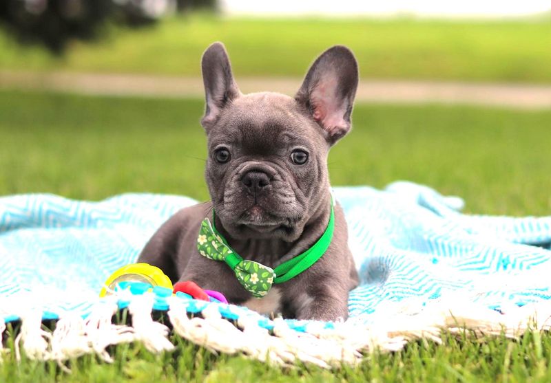 French Bulldog