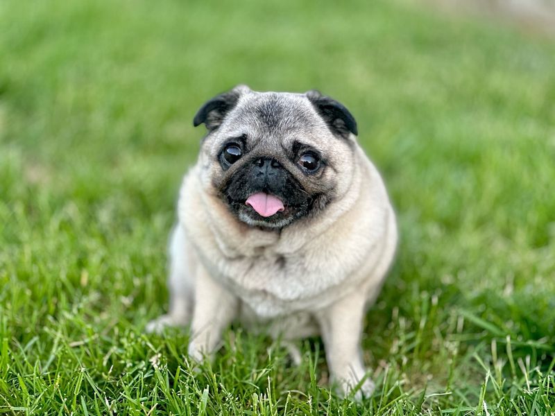 Pug