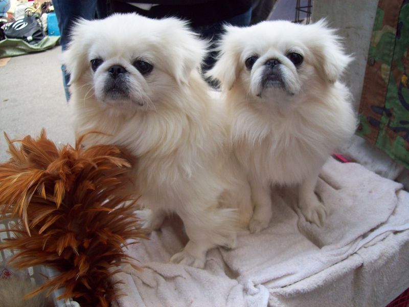 Pekingese