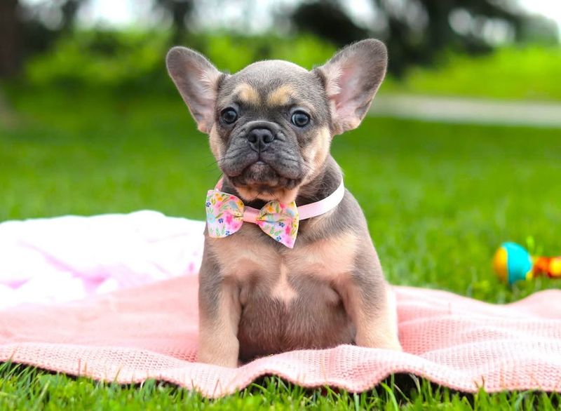 French Bulldog