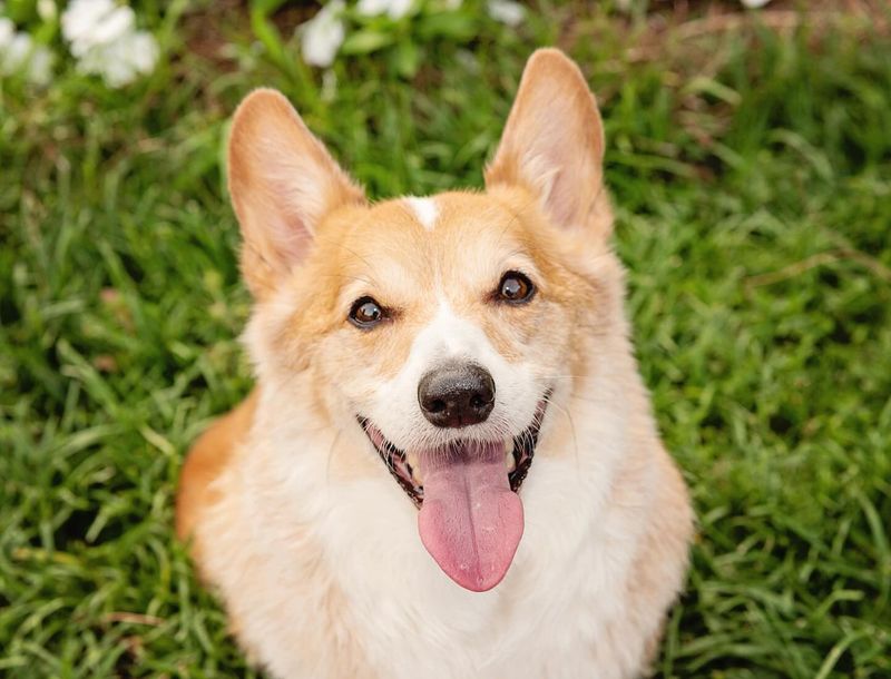 Pembroke Welsh Corgi