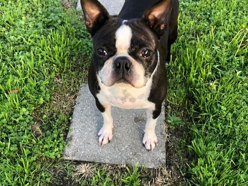 Boston Terrier