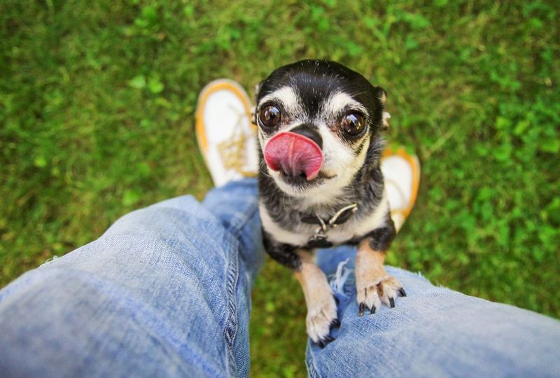 Chihuahua