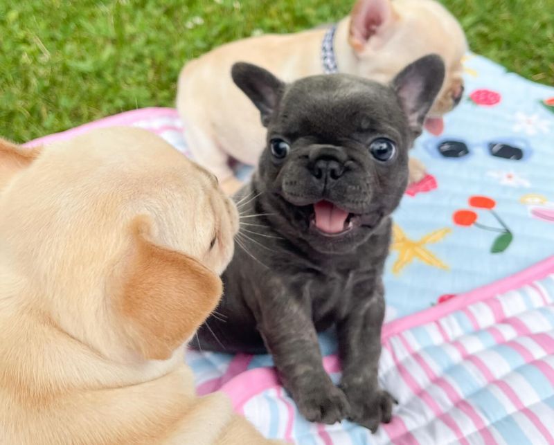 French Bulldog