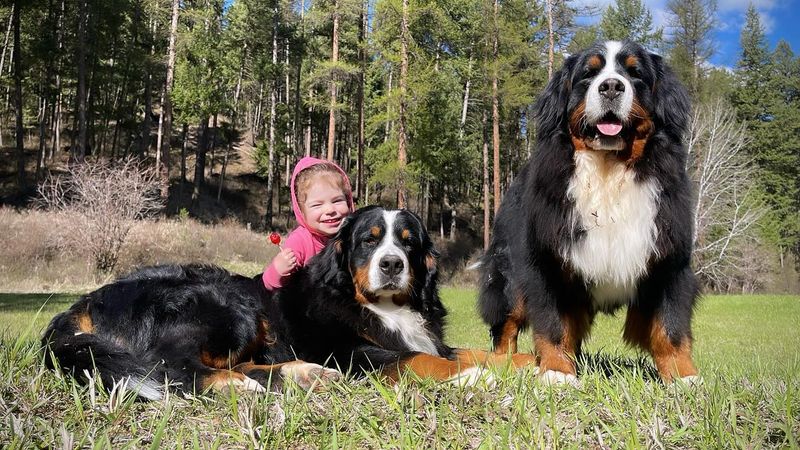Bernese Mountain Dog