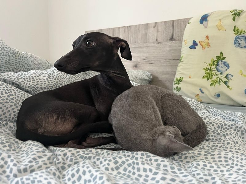 Italian Greyhound