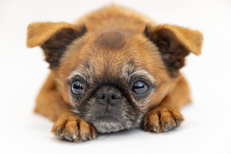 Brussels Griffon