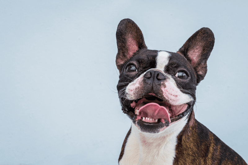 Boston Terrier