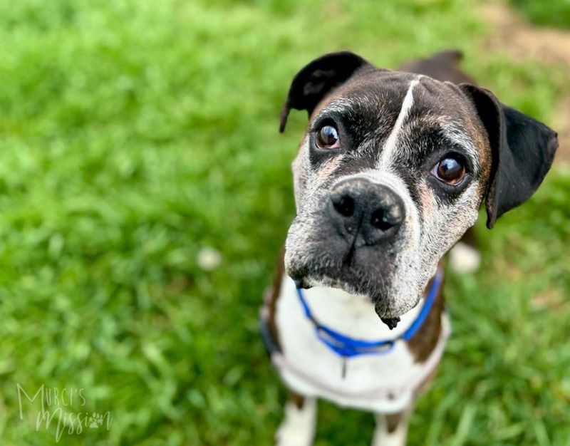 Boxer